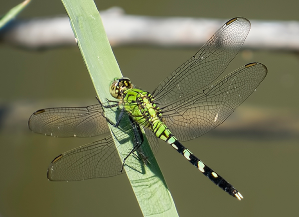 Eastern Pondhawk dragonfly